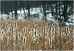 Cattails on a bog near Crosslake.