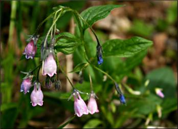 Bluebells at Oberg Mountain.