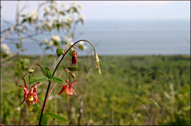 Columbine on Oberg Mountain.