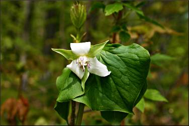 Nodding trillium at Oberg Mountain.