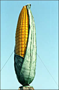 A fiberglass cob of corn.