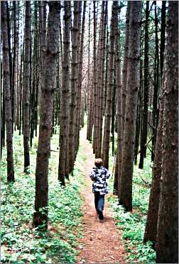 A hiking trail in Wildcat Mountain State Park.