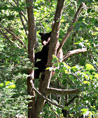 A bear at Vince Shute sanctuary.