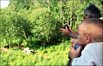 People watching bears.