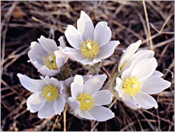 Pasqueflower on the Cannon River.