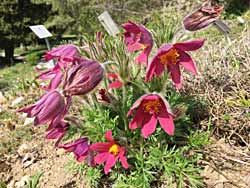 Pasque flowers in spring.