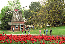Windmill and tulips in Pella.