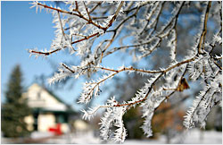 Hoarfrost in Pequot Lakes.