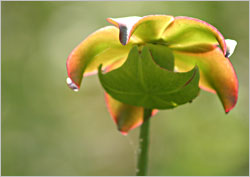 The flower of a pitcher plant.