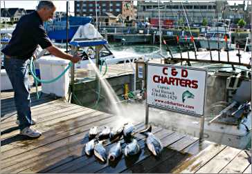 A captain cleaning fish from Lake Michigan.