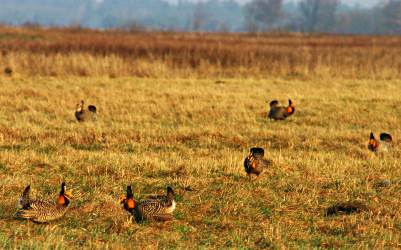 Prairie chickens in a field.