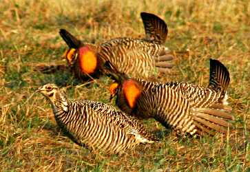 Three prairie chickens courting.