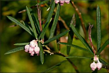 Ridges Sanctuary bog rosemary.