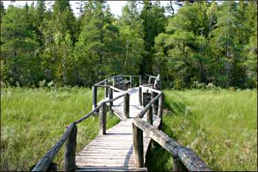 A bog at Ridges Sanctuary.