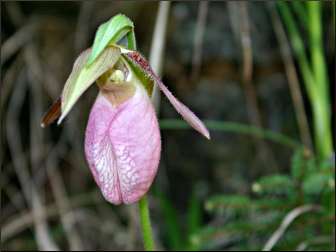 Ridges Sanctuary pink lady's slipper.