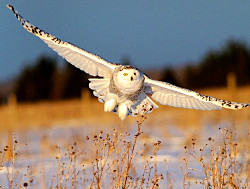 Snowy owl at Whitefish Point.