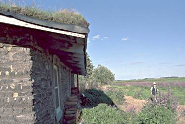 A sod house on the western minnesota prairie attracts curiou