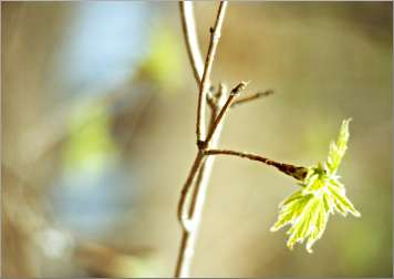 A leaf unfurls at the beginning of spring.