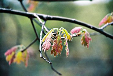 Baby maple leaves unfurl in early spring.