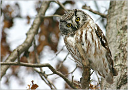 Boreal owl in St. Croix State Park.