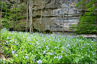 Bluebells in Kaskaskia Canyon.