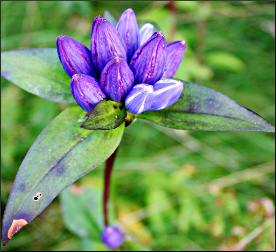 Bottle gentian on a hiking trail.