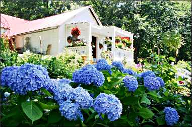 Hydrangeas at Stockholm Gardens.