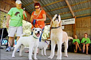 Terriers at a Dog Days interview.