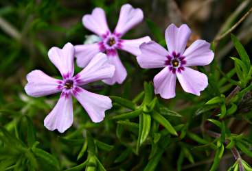 Spring phlox at Sugarloaf.