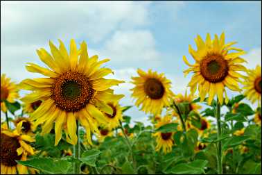 Sunflowers in August.