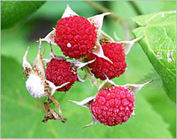 Thimbleberries on the Superior Hiking Trail.