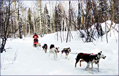 A musher in the forest near Tofte.