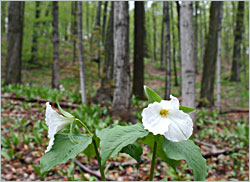 Trilliums in Traverse City.