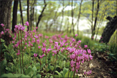 Wildflowers in Trempealeau.