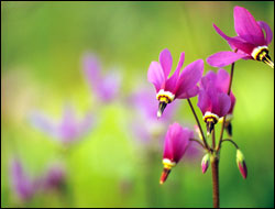 Shooting stars at Perrot State Park.