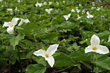 Trilliums in spring.