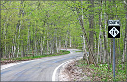 Tunnel of Trees in spring.