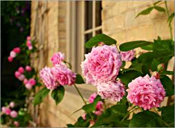 Roses on Villa Louis.