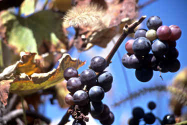 Grapes on the vine in a vineyard.