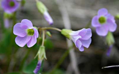 Wood sorrel in spring.