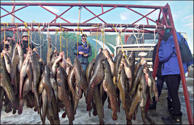 Eelpout Festival on Leech Lake in Walker, Minnesota