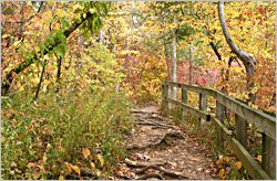 Sleepy Hollow Trail in White Pines Forest.