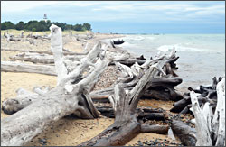 Driftwood on Whitefish Point.