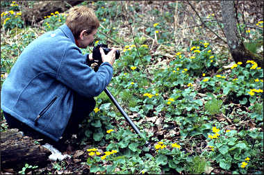 Photographing wildflowers.