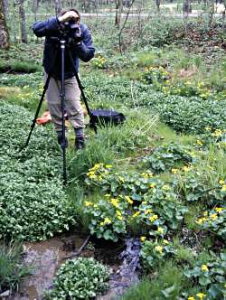 A photographer shoots marsh marigolds in Whitewater State Pa