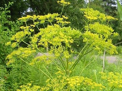 Wild parsnip.