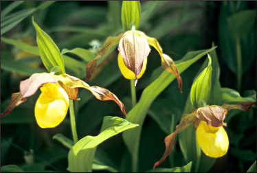 Yellow moccasin flowers.