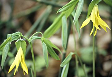 Yellow bellwort blooms along Rustic Road 51.