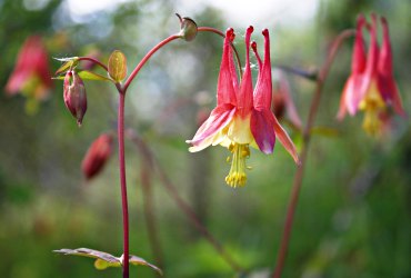 Columbines on Mound Prairie in May.