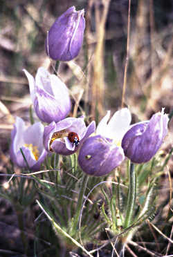 Pasqueflowers on the Cannon River.